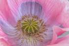 USA, Washington State, Seabeck. Poppy blossom close-up. Art Print